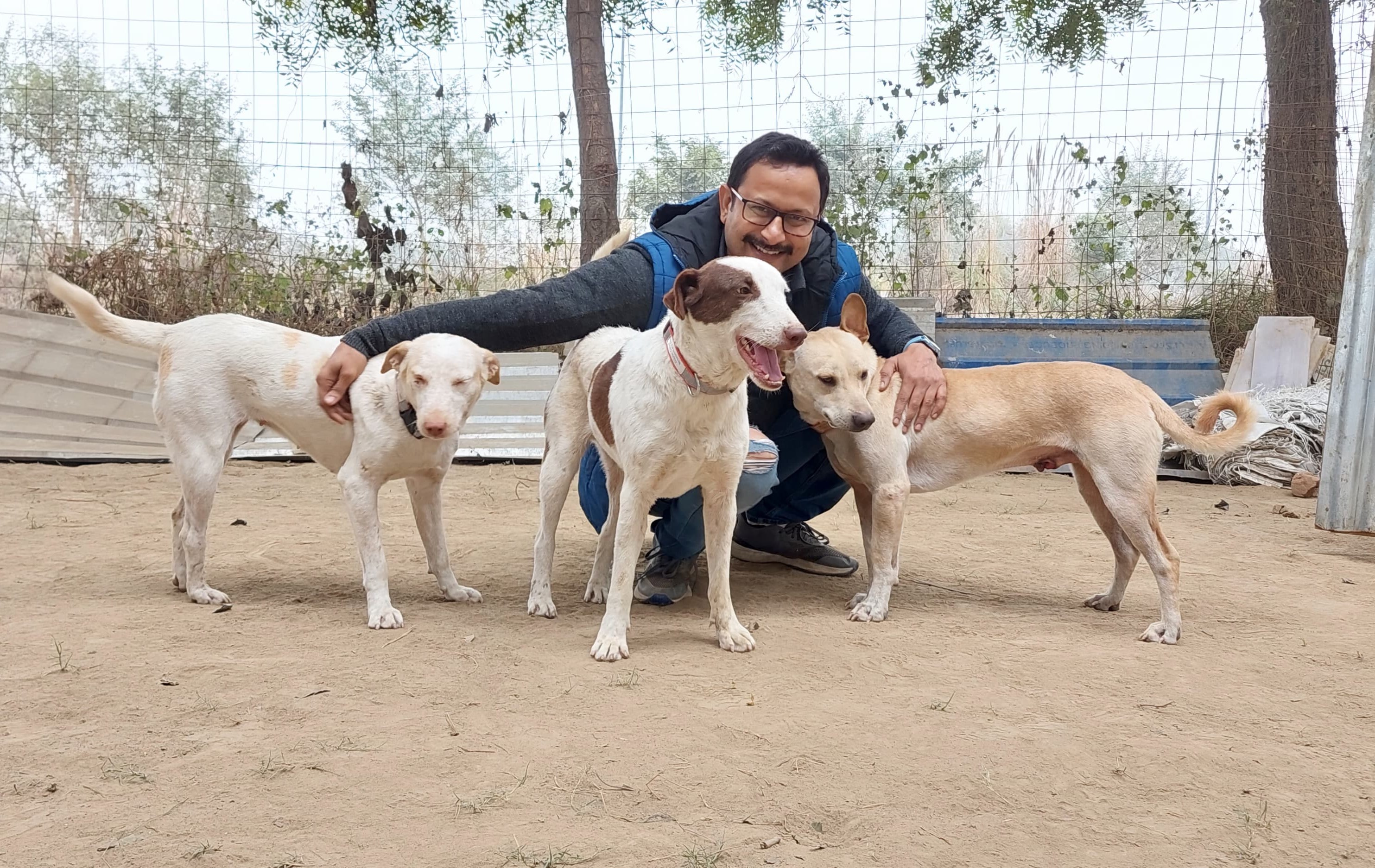 save stray dogs